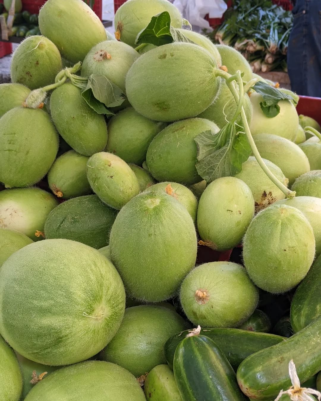 Apulian cucumbers🌿
.
.
#puglia #estatepugliese #summerinpuglia #lifeinpuglia #km0 #fromfarmtotable #eatyourgreens