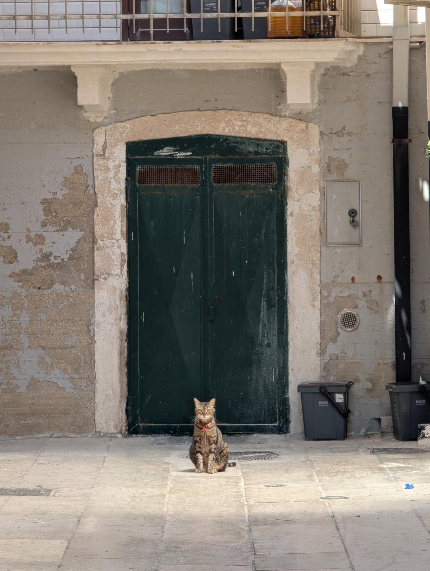 Greetings from the neighborhood cat.